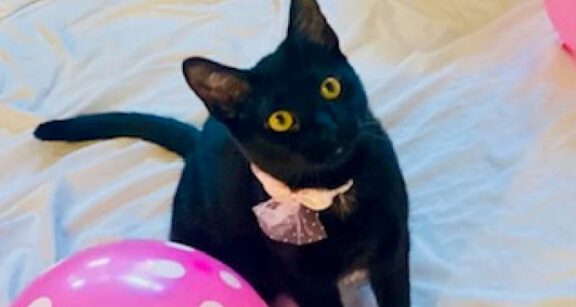 Black cat with a pink bow tie sits on a light blue blanket beside a pink ball toy.