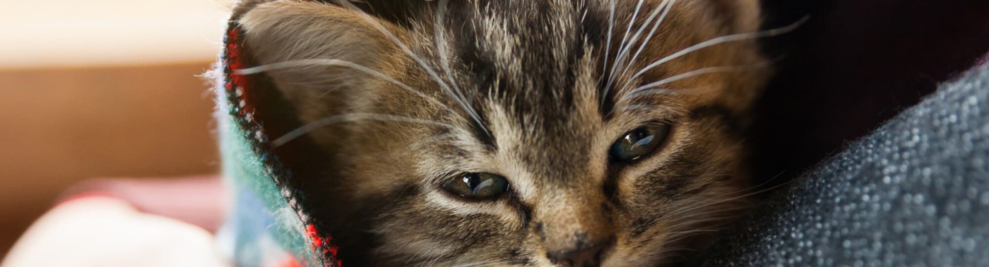 Close-up of a tabby kitten snuggled in a soft blanket.