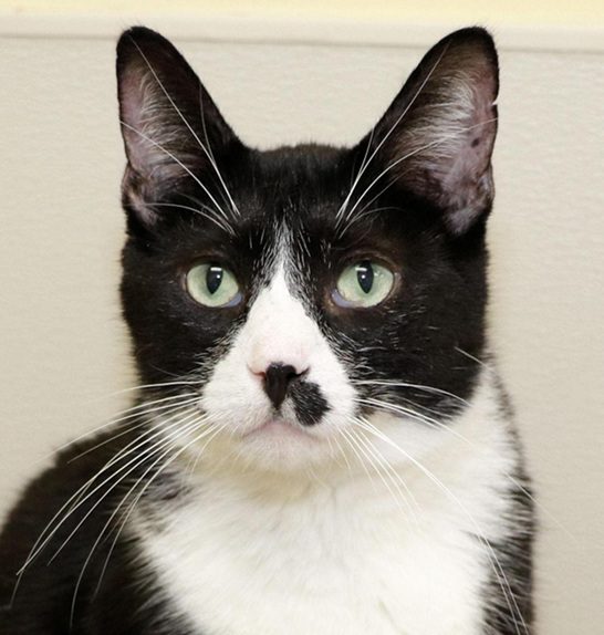 Catillac, a black and white cat with a distinctive facial marking, looking at the camera