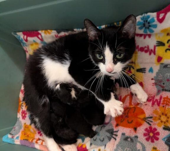 A black and white tuxedo cat nursing a litter of black kittens on a colorful patterned blanket