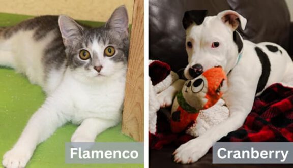Flamenco the cat resting on a mat and Cranberry the dog holding a toy, shown side by side