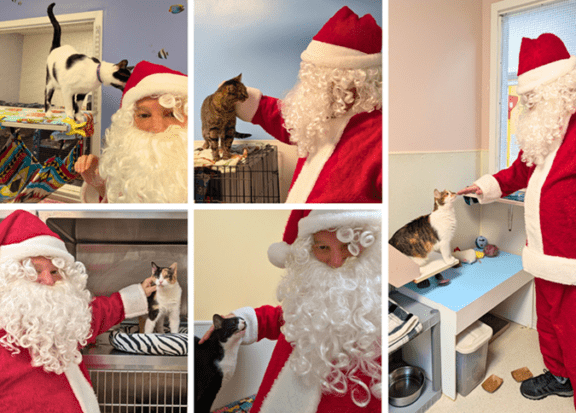Holiday collage of Santa Claus interacting with cats at STAF during a visit