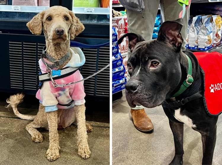 Two dogs at an adoption event, one in a hoodie and one wearing an adopt me vest