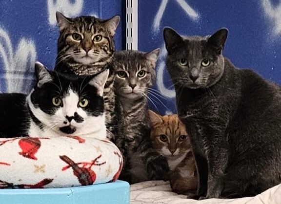 Five cats, including tabby, gray, orange, and black-and-white, sitting together and looking at the camera