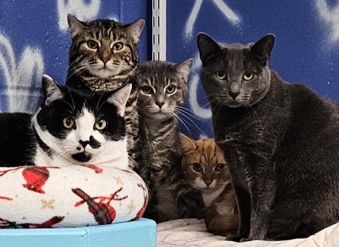 Five cats, including tabby, gray, orange, and black-and-white, sitting together and looking at the camera