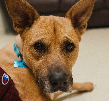Lacey, a tan dog with large ears, resting indoors
