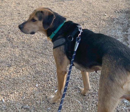 Maize, a brown and black dog, standing outside on a leash