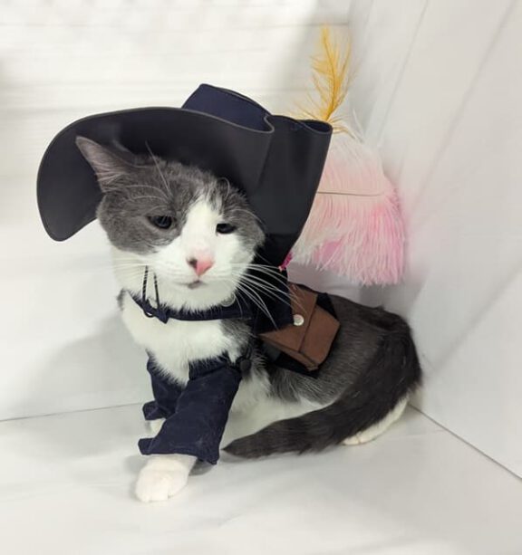 Roman, a gray and white cat, dressed as Puss in Boots with a hat and feather