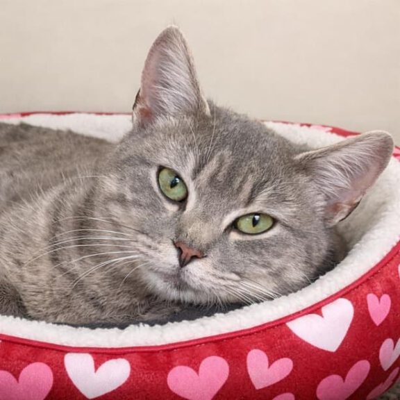 Gray tabby cat resting in a pink heart-patterned bed at the shelter.