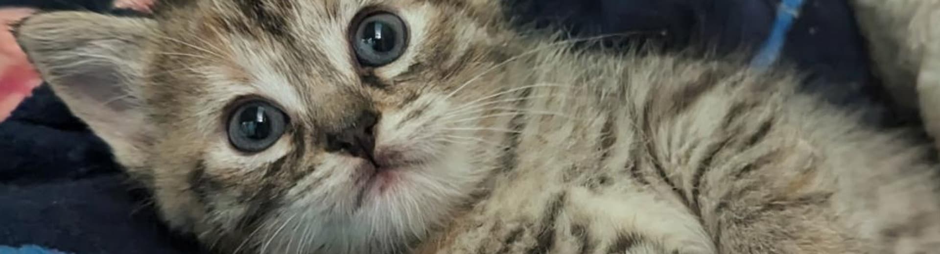 Tabby kitten with blue eyes resting on a blanket.