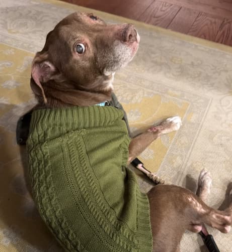 Brown dog named Casey wearing a green sweater and looking up while lying on a rug