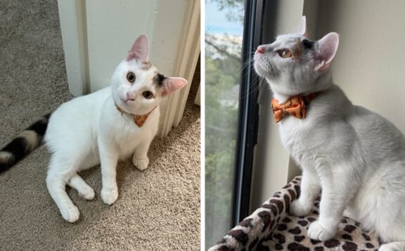 Two white cats with orange collars sit in a shelter: one on a beige carpet near a doorway and the other perched on a leopard-print bed by a window.