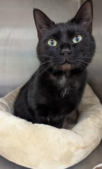 Black cat named Hyacinth sitting in a soft bed and looking at the camera