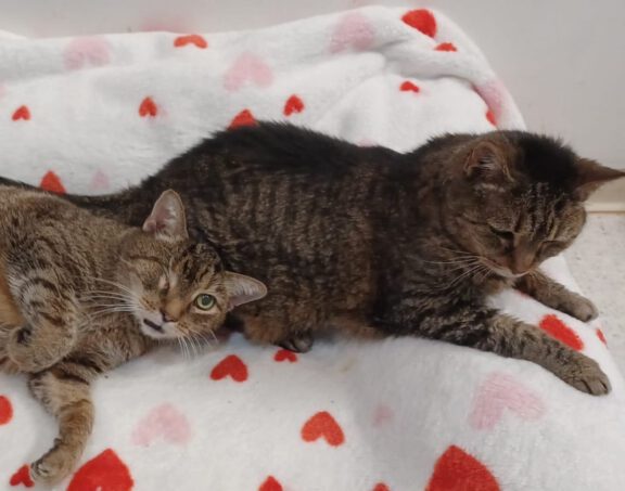 Two tabby cats lounge together on a white blanket with red hearts at STAF