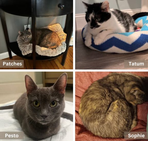 Collage of STAF shelter pets: Patches in a crate bed, Tatum in a blue chevron bed, Pesto the gray cat, and Sophie curled up.