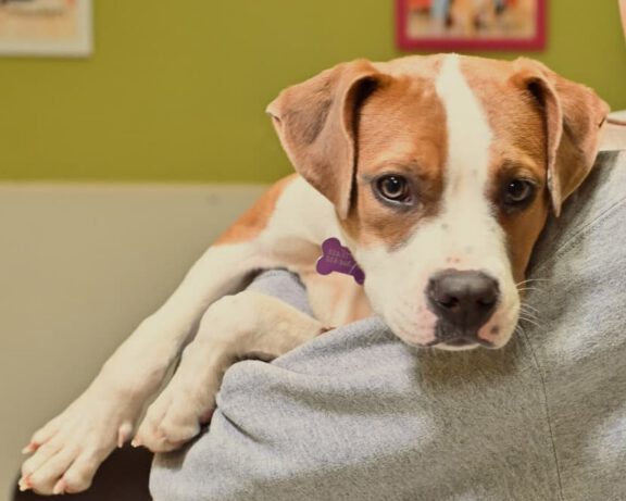 Brown-and-white dog cuddling on a volunteer's arm at the shelter, looking at the camera.