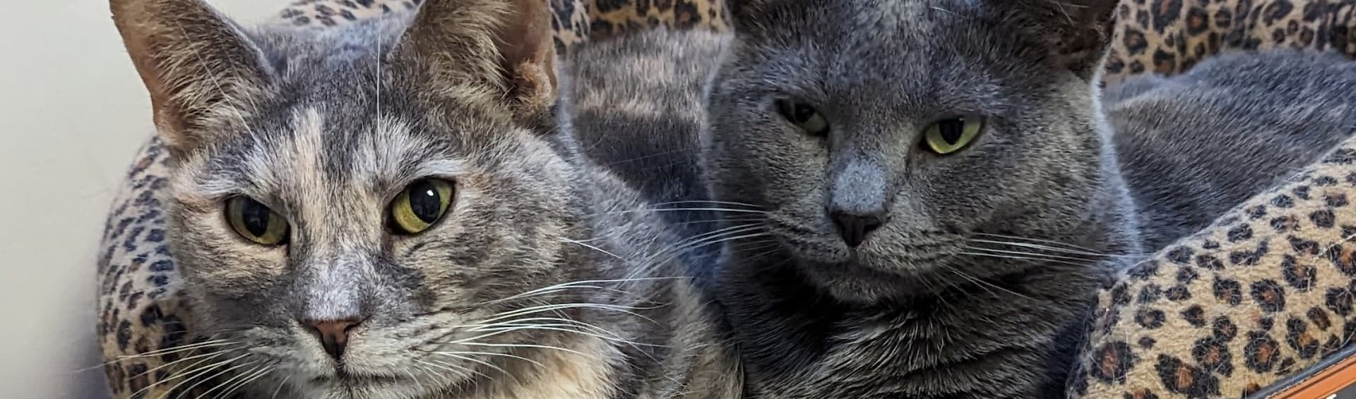 Two cats cuddle on a leopard-print blanket at the shelter, looking at the camera.