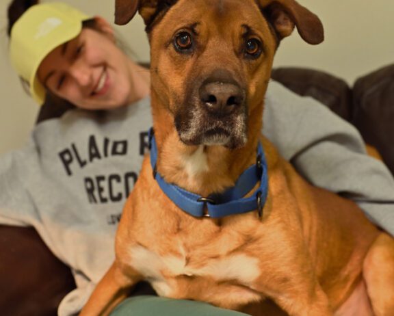 Brown dog with a blue collar sits alertly on a couch while a smiling volunteer relaxes behind him, creating a warm, cozy home scene.