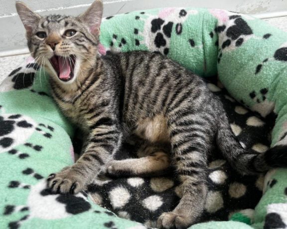 Gray tabby kitten yawns widely while lounging in a soft green pet bed with paw-print patterns.