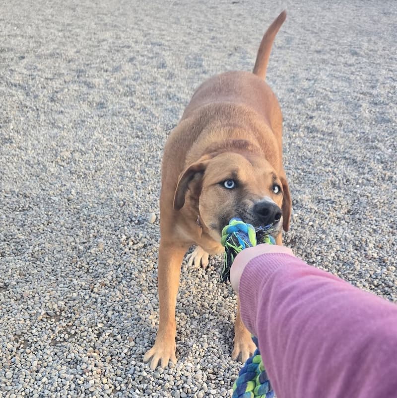Tan dog with blue eyes playing tug-of-war with a volunteer wearing a purple sleeve.