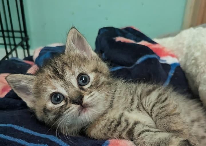 Gray tabby kitten lounging on a colorful blanket inside a shelter.