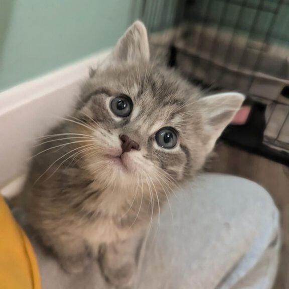 Gray tabby kitten with bright blue eyes perched on a volunteer's knee in a shelter.