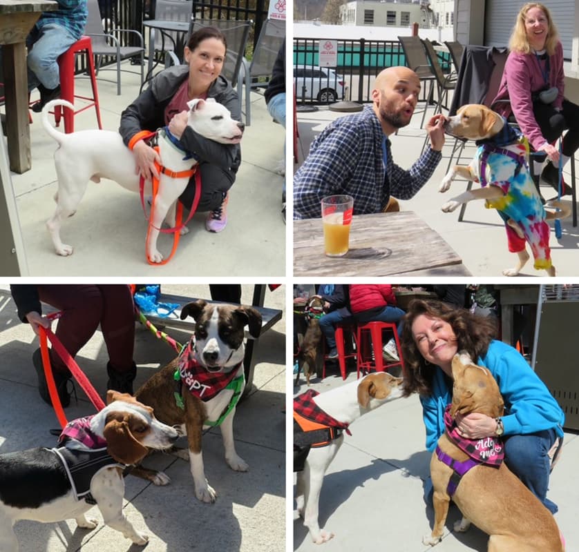 Volunteers and dogs from Save the Animals Foundation share joyful moments at an outdoor adoption event.