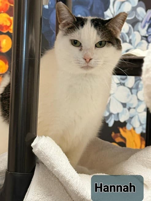 White and black cat named Hannah relaxing on a towel in a shelter.