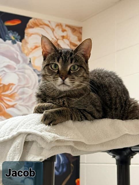 Jacob the tabby cat relaxing on a blanket in a shelter.