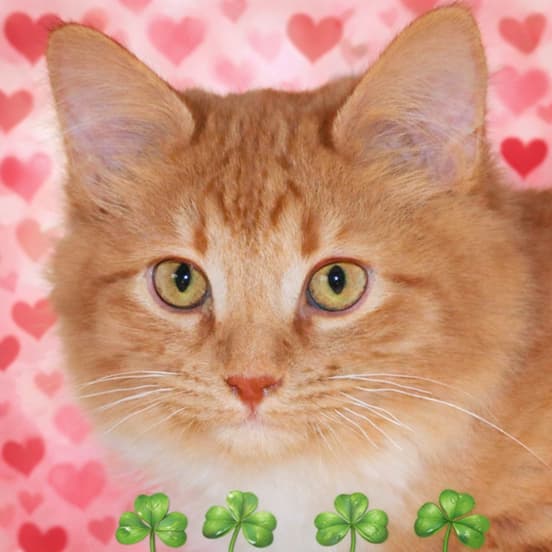Close-up of an orange tabby cat with green eyes against a pink heart-pattern background with green shamrocks.
