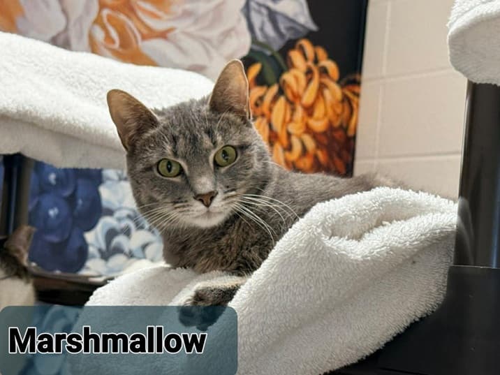 Marshmallow, a gray tabby cat, relaxing on a towel in a shelter at Save the Animals Foundation.