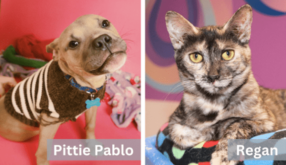 Pittie Pablo the dog in a striped sweater and Regan the cat are pictured in a colorful shelter setting.