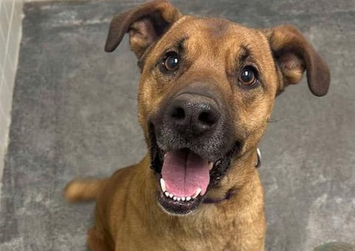 Smiling brown dog with floppy ears in a shelter, looking up at the camera.