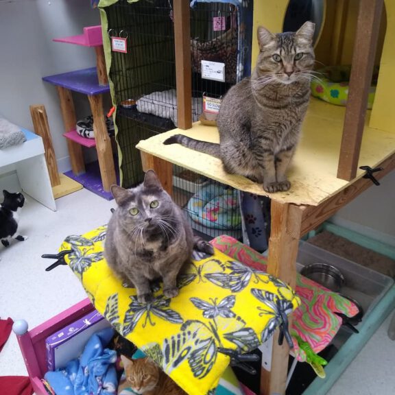 Two cats perch on a yellow blanket-covered cat tree inside a shelter, with cages and shelves in the background.