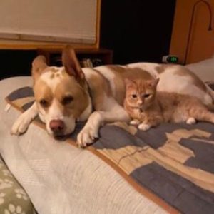 A dog and an orange tabby cat relaxing together on a blanket in a cozy indoor setting.