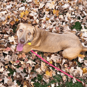 Tan dog resting on autumn leaves with a pink leash at the shelter.