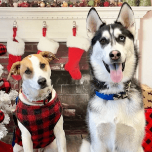 Two dogs at a shelter pose for the camera, the smaller one in a red plaid coat and the larger one with a blue collar, with volunteers in the background.