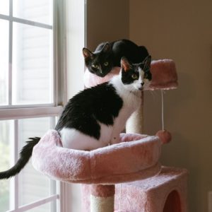 Black-and-white cat perched on a pink cat tree by a sunlit window at the shelter.