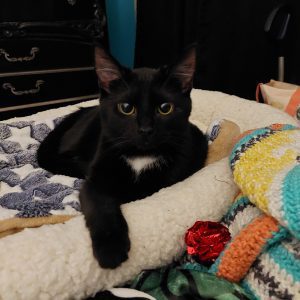 A black cat relaxing in a cozy shelter bed with a colorful knitted blanket nearby.