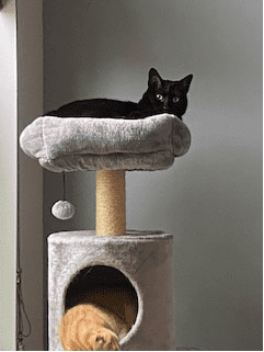 Bella in her kitty condo at home