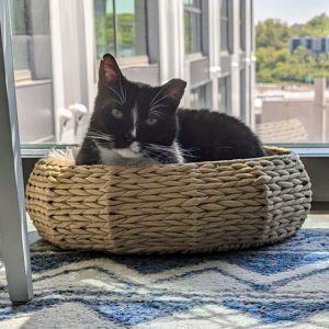 A black-and-white cat naps in a woven wicker basket by a sunny shelter window.