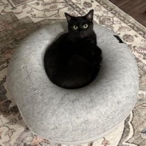 Black cat resting on a round white fluffy bed at the shelter.