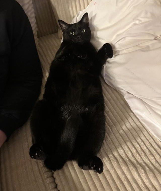 Ghost now Freddie at home, lying on his back