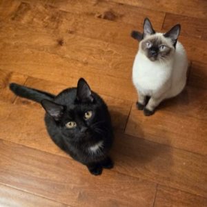 Two cats, a black cat and a white cat, sit on a wooden floor in a shelter.