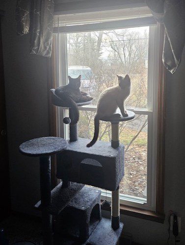 Two cats perch on a multi-level cat tree by a window in a shelter room.