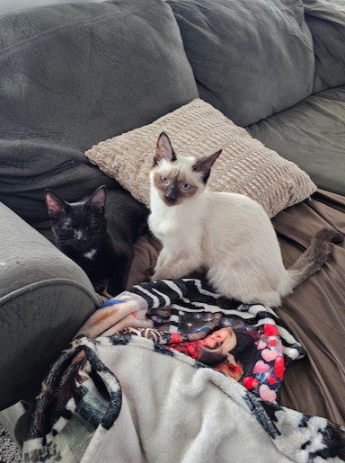 Two cats, a black cat and a Siamese kitten, lounge on a couch with blankets and a pillow.