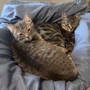 Two tabby kittens snuggled together on a blue blanket in a shelter.