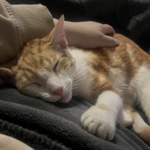 Orange tabby cat sleeping on a blanket in the shelter.
