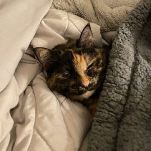A calico cat snuggled under soft blankets, resting in a cozy shelter setting.