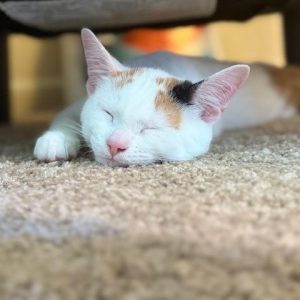White and orange cat sleeping on a beige carpet in a shelter.